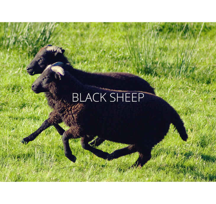 BLACK SHEEP